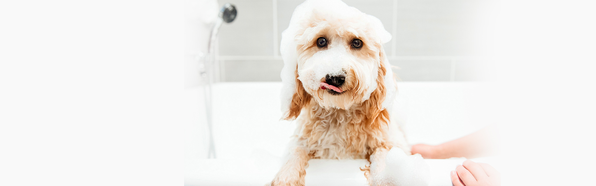 Home Andy's Pet Grooming & Daycare