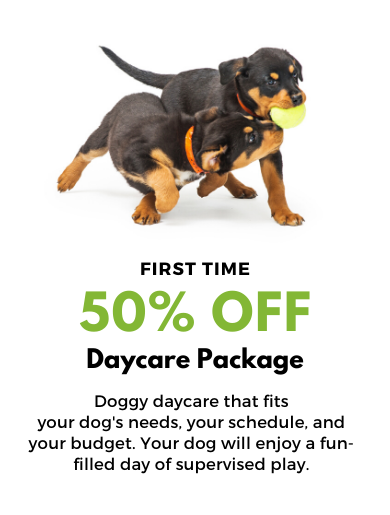 50% OFF DOGGY DAYCARE